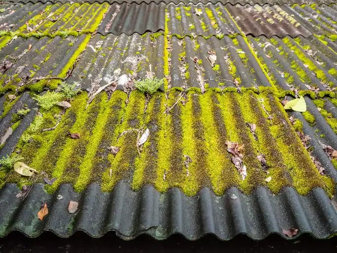 Corrugated Colorbond roof covered in thick green lichen and moss with leaf debris trapped in the roof valleys, showing signs of neglect before professional roof cleaning in Adelaide